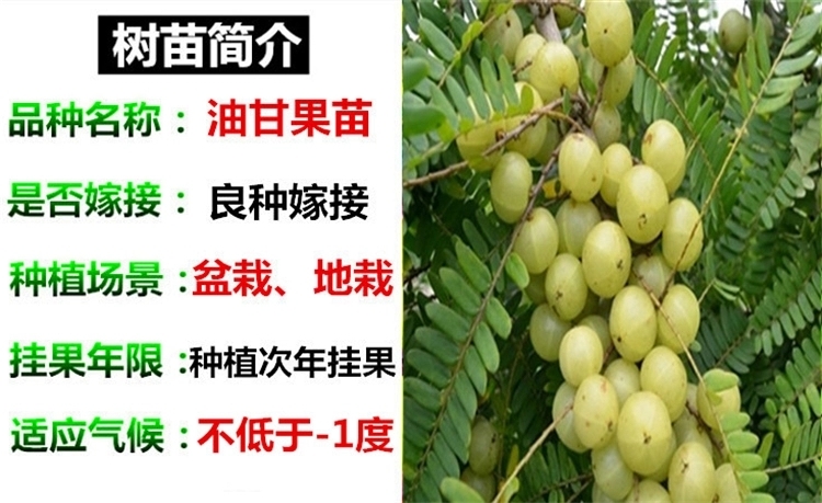 灵山县余甘果苗，牛柑子苗