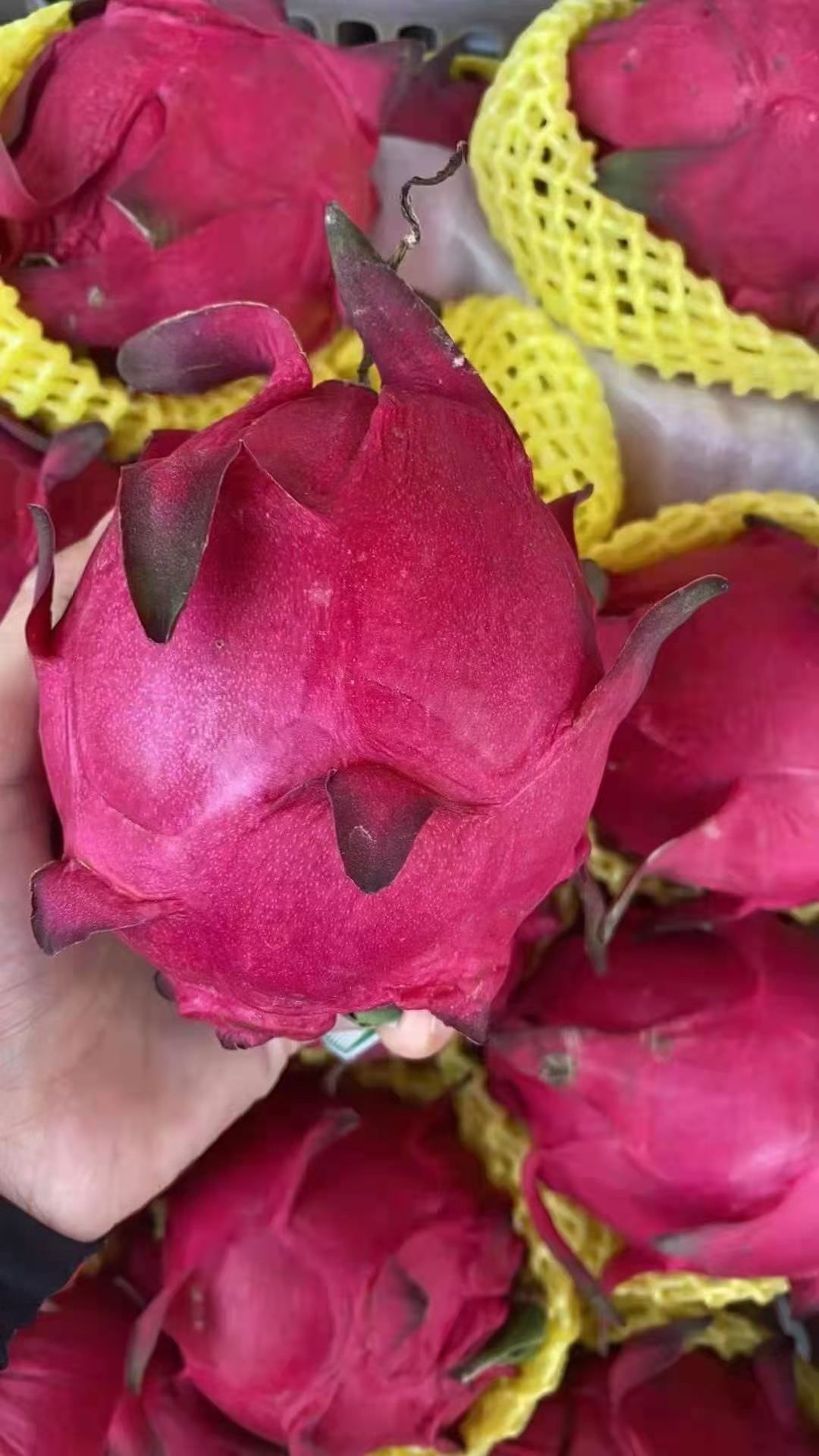 火龙果大量上市