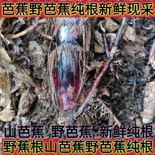 芭蕉芋 野蕉根山芭蕉野芭蕉纯根新鲜现采2斤3斤5斤10斤包邮