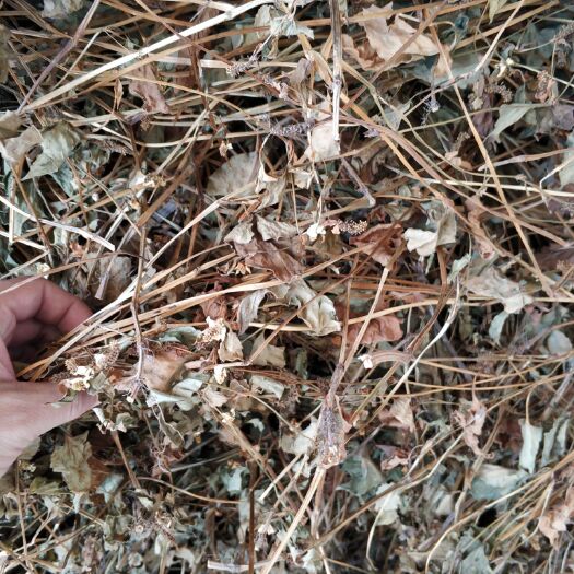 当阳市湖北当阳鱼腥草干叶大量上市 鱼腥草干 晒干新货