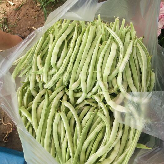 忻州白条豆角 白不老，豆王