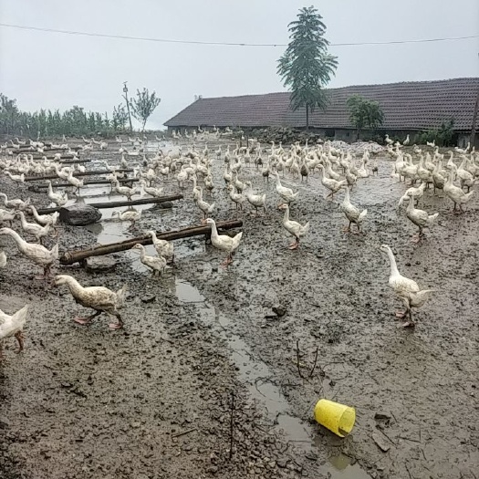 晴隆县肉鹅 鹅