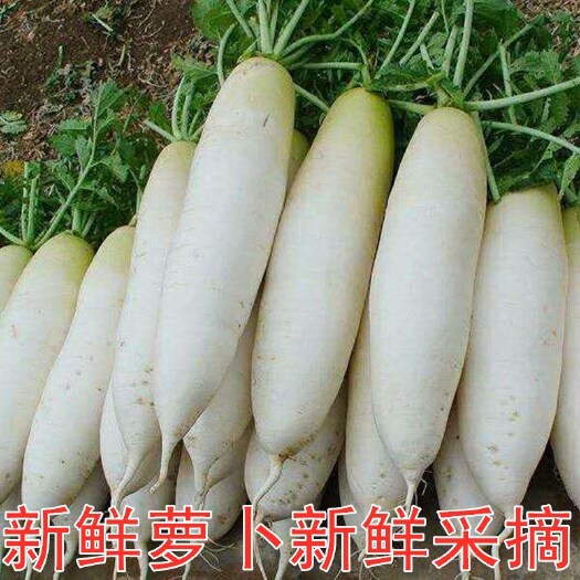 永泰县高山黄泥萝卜，懂行的采购来，现货供应到七月，每天一万斤