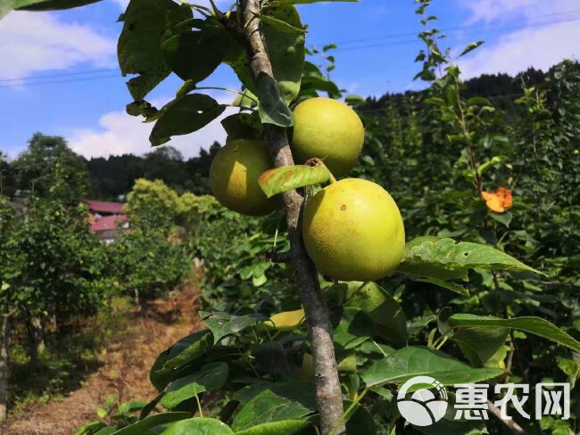 丰水梨 四川大英风水梨