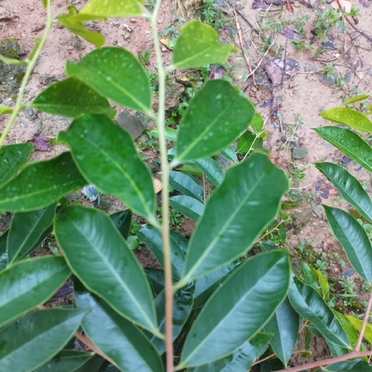 茂名奇楠沉香树  核绿软枝高端品种棋楠沉香苗