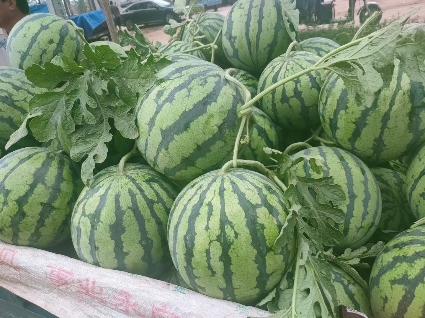 【精品麒麟瓜】美都麒麟西瓜新鲜冰糖皮薄甜西瓜有籽现摘现发