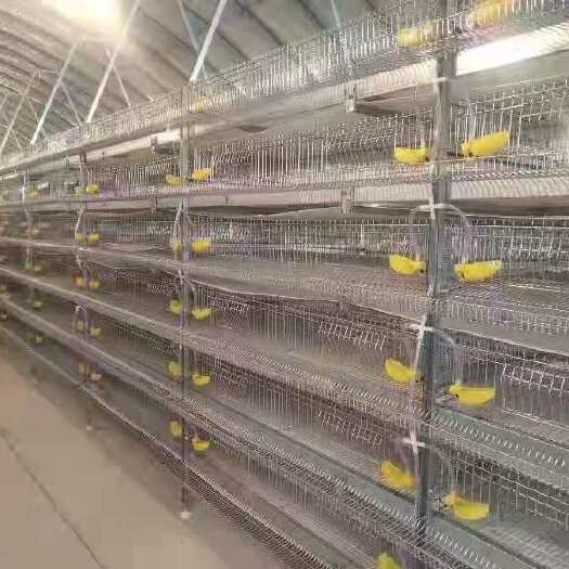 西平县鸡笼 