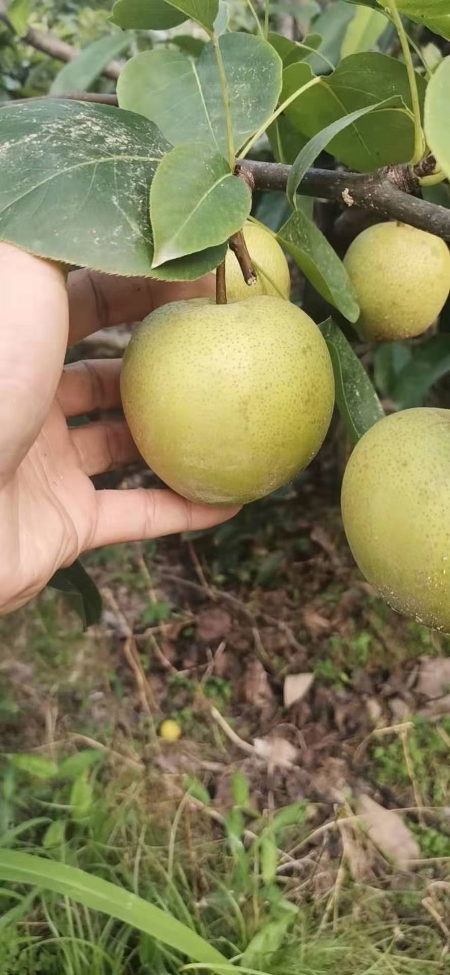 雪花梨 广西崇左特产的沙梨，口感青甜爽碎