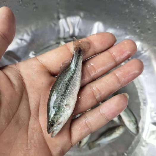 南宁加州鲈鱼苗  各种淡水鱼苗