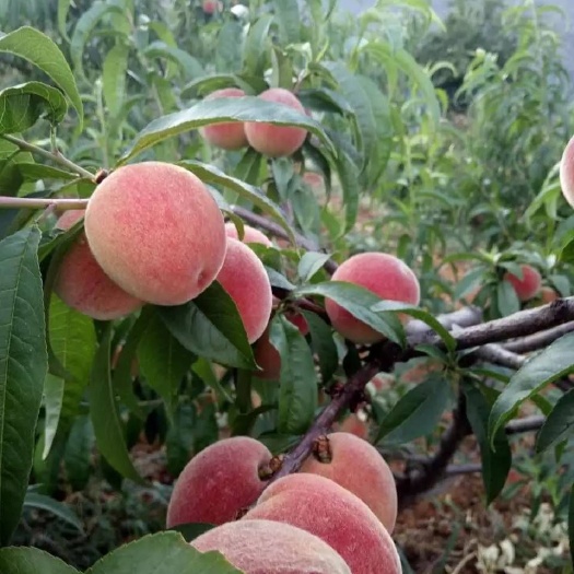 夏县新鲜水蜜桃6/10斤毛桃现摘当季水果应季脆甜桃子时令非油桃批