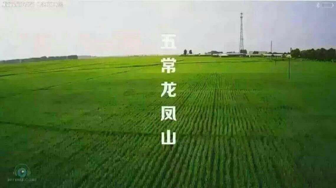 五常稻花香二号糙米，营养全面，真空2斤5斤10斤包邮送货上门