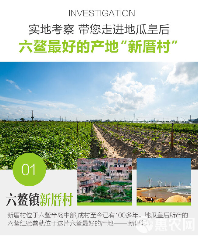 一件代发 六鳌蜜薯地瓜皇后沙地蜜薯西瓜红红薯基地直供