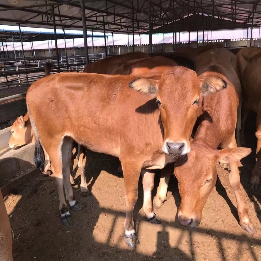 亳州黄牛苗 肉牛犊出售 吃草小黄牛正规养殖场疫苗防疫齐全包伤亡