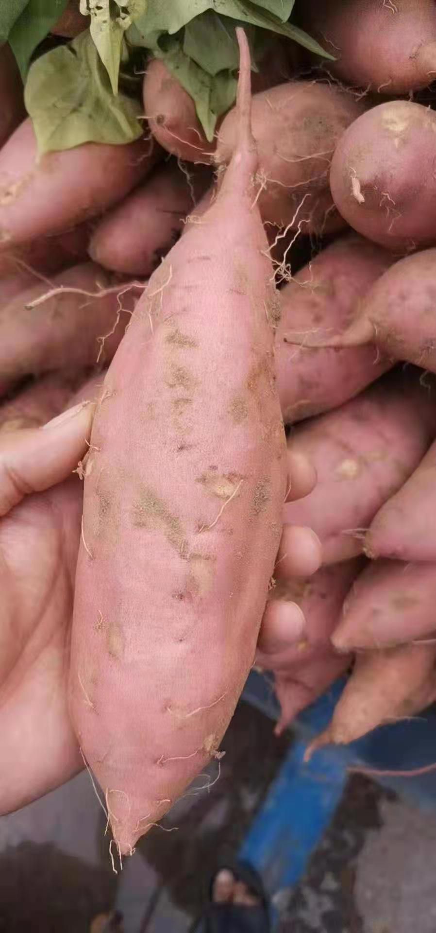 早熟红薯品种图片