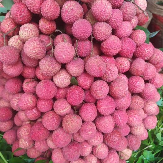 合江县桂味荔枝  桂味妃子笑大红袍降沙兰荔枝顺丰空运 49元5斤包