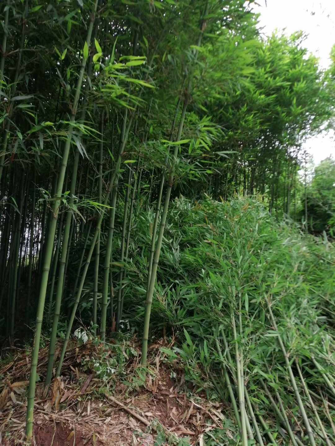 苦竹苗，地苗