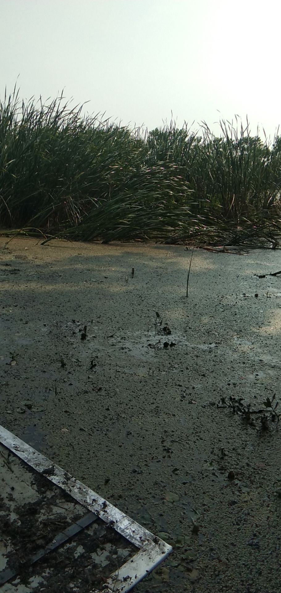 金叶菖蒲  菖蒲价格优美给钱就买