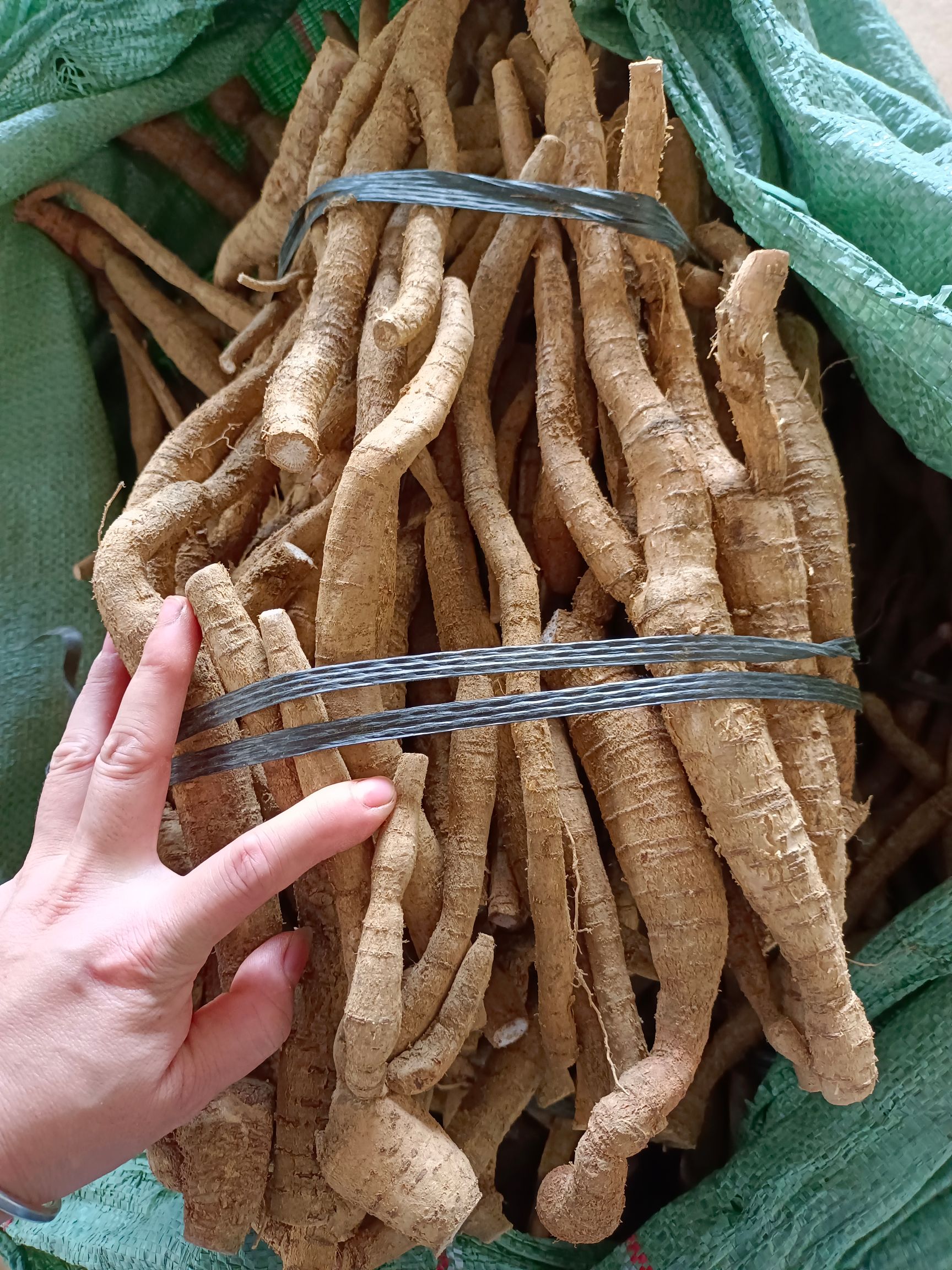 牛大力 日日新鲜小叶牛统货