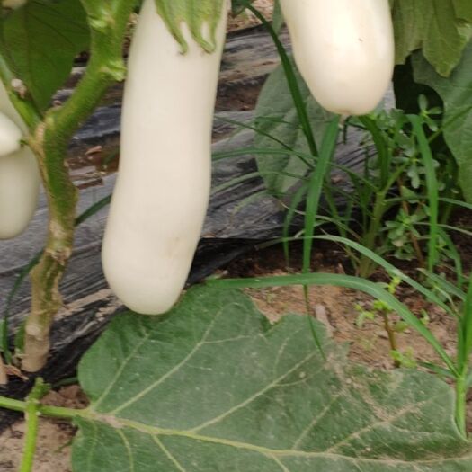 菏泽 各类茄子 现摘 量大 可长期供货 其他应季果蔬也有