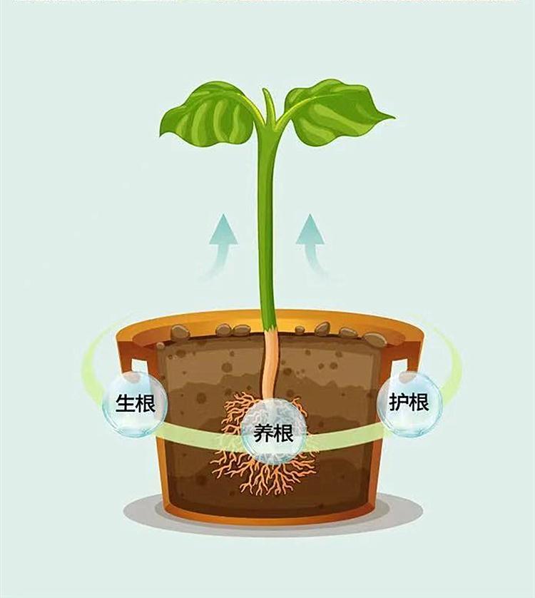 复合微生物菌剂  雅翠凯普乐，根优多，生根壮苗