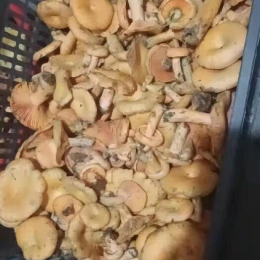 都匀市 大量野生松树菌
