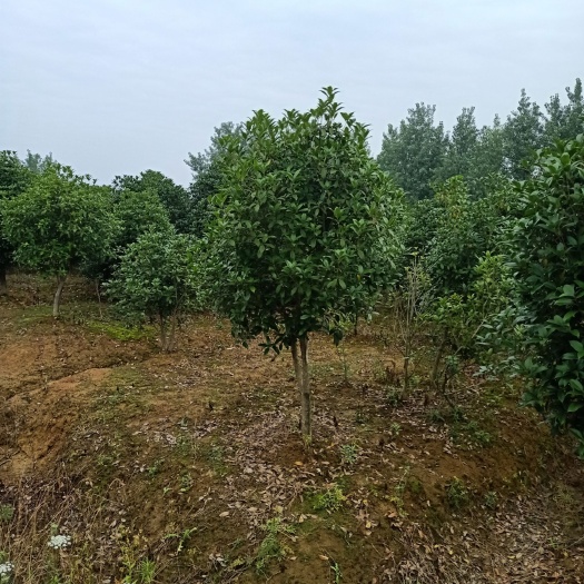 肥东县桂花树  桂花7-8-9-10，冠幅1.3--2米