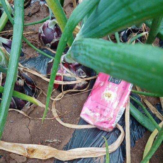 葫芦岛 洋葱基地大量供应洋葱