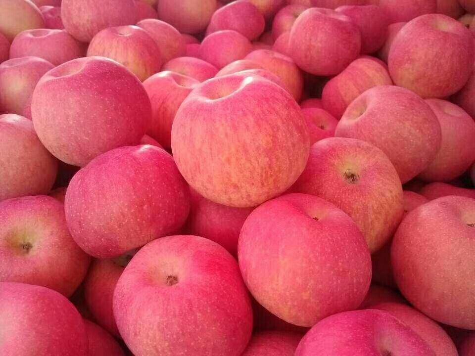 红富士苹果 山东苹果产地，红富士苹果片红，条，条纹量大从优