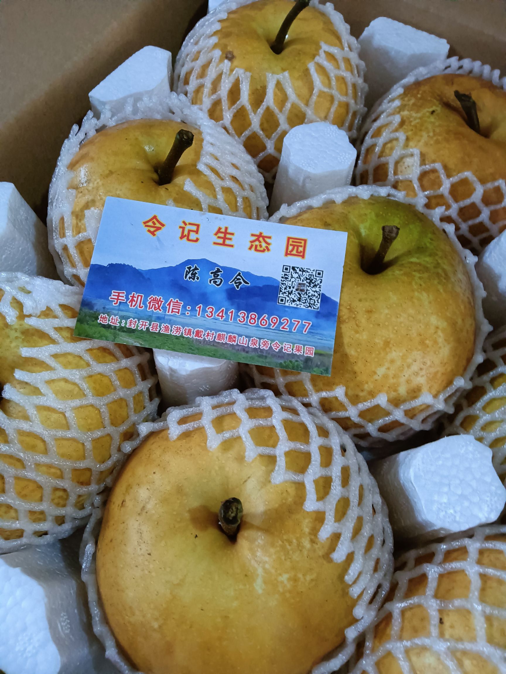 蜜梨 广东省肇庆市封开县 