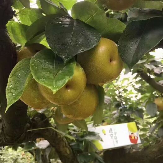 大英县丰水梨 四川大英风水梨