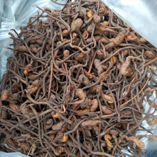 嵩明县亚香棒虫草  云南香棒虫草
