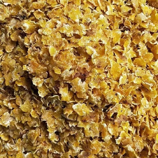 正定县 蒸汽压片玉米，熟化率70！适用于奶牛羊，营养成分好易吸收！