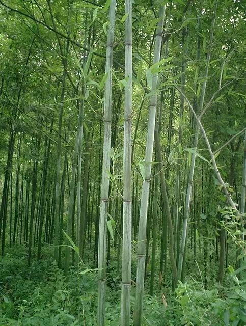 苦竹苗，地苗