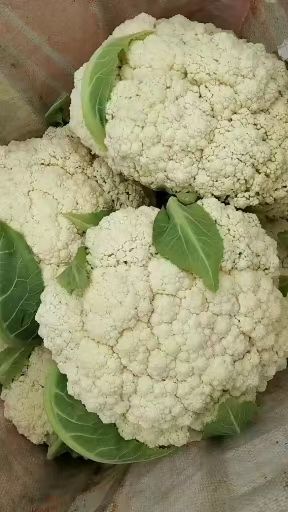 花菜  青根  白根散花大量上市，价格美丽