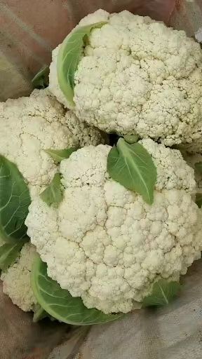 定西花菜  青根  白根散花大量上市，价格美丽
