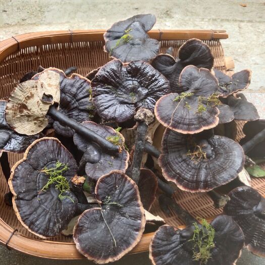 全南县江西带青苔灵芝紫灵芝，防灵芝