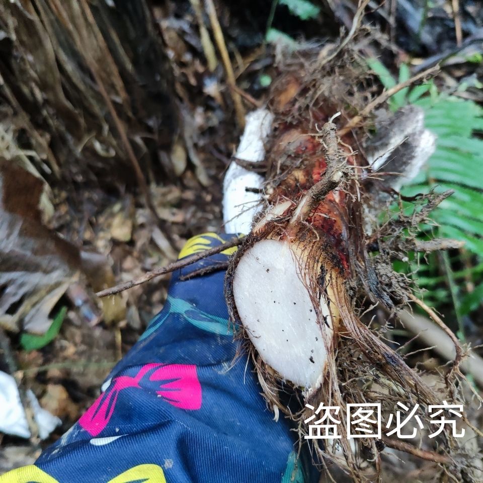 芭蕉芋 野蕉根山芭蕉野芭蕉纯根新鲜现采2斤3斤5斤10斤包邮
