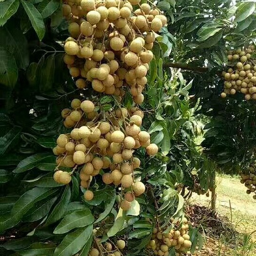 龙眼
