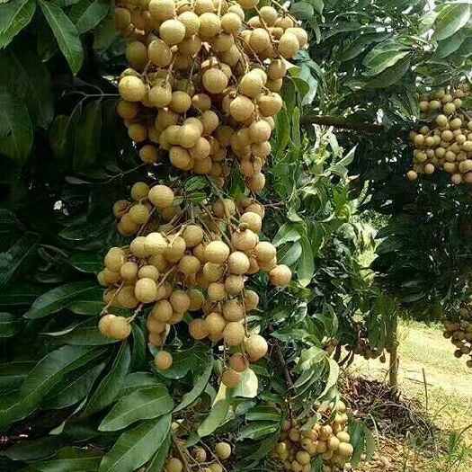 惠东县龙眼