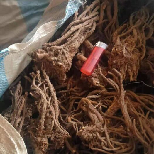 宕昌县西羌  羌活