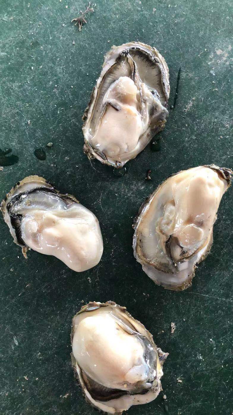 福建蚝，质优价廉的赚钱货