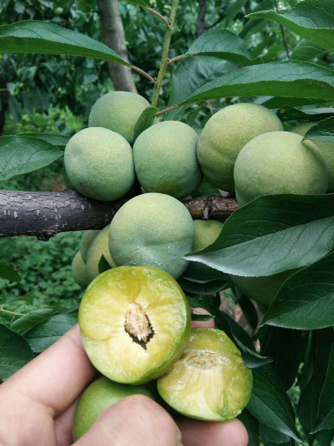 茂县青脆李，个头大味道甜，品质好，脆甜多汁，耐运输，