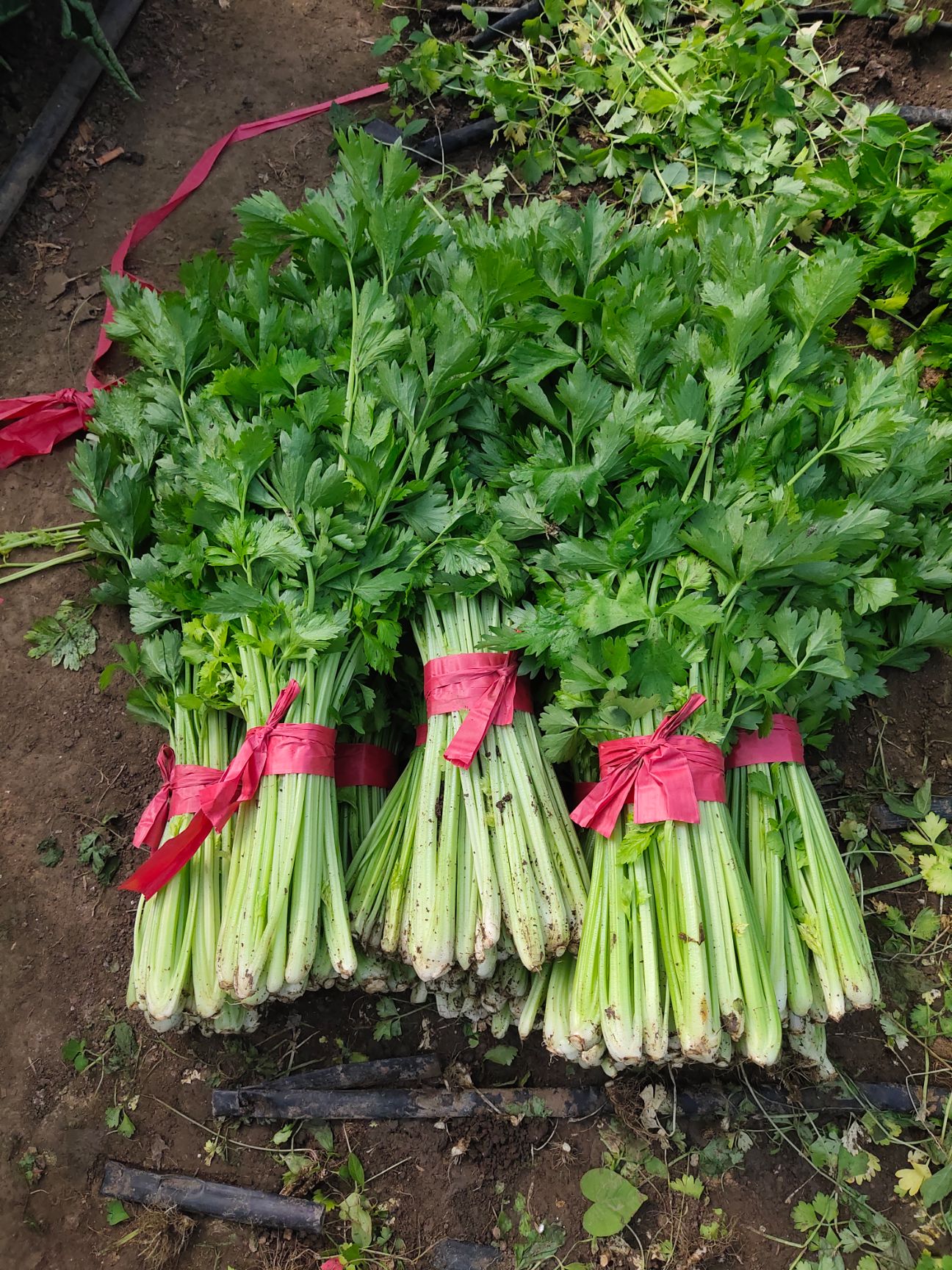 黄心芹 吉林特产水洗芹菜大面积种植，产地直销，一次合作终身朋友！