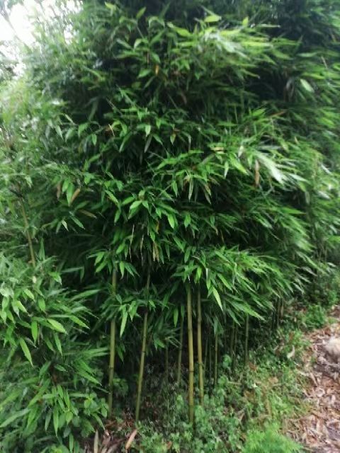 苦竹苗，地苗
