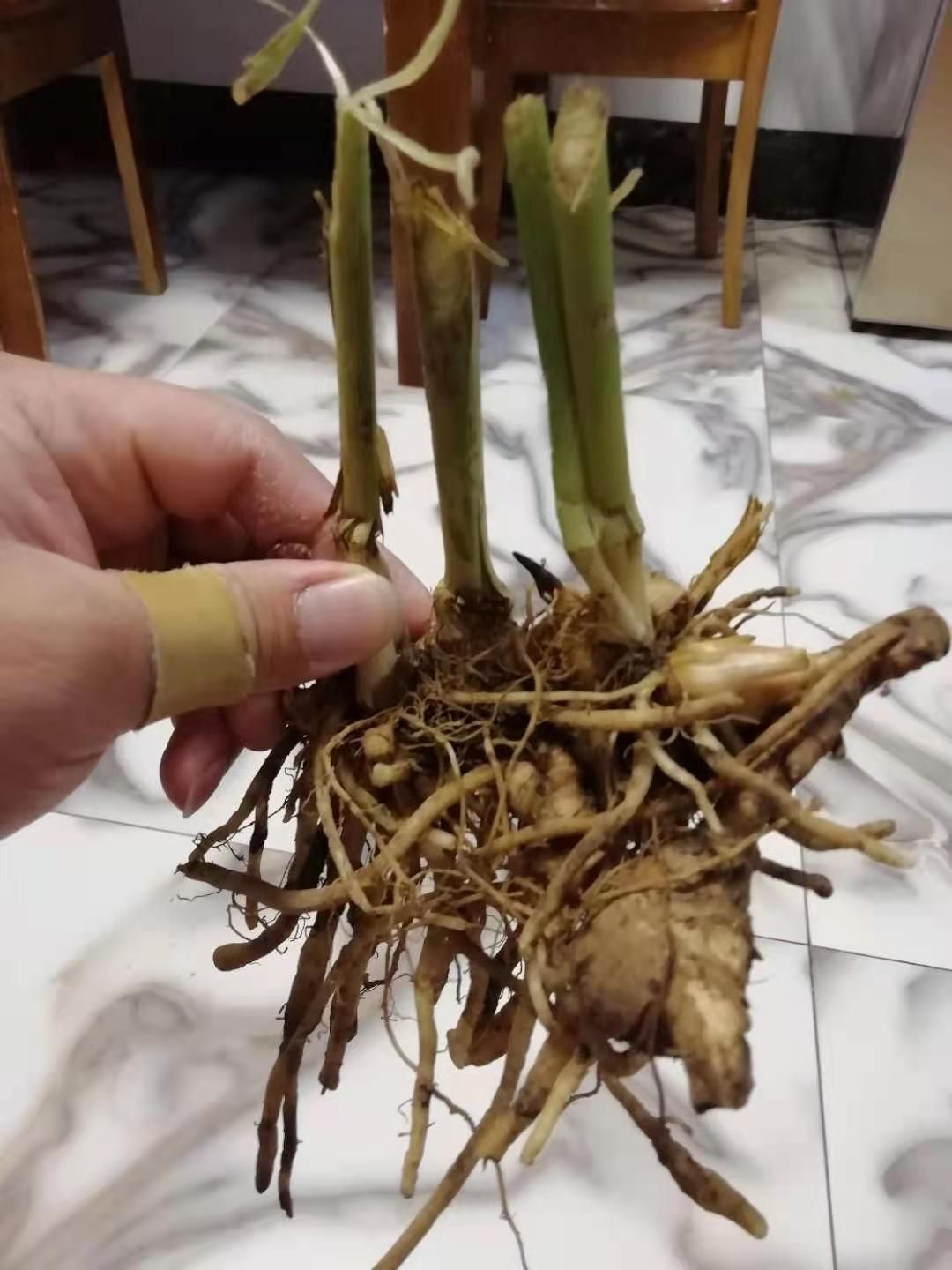 阳荷种苗 阳荷种子