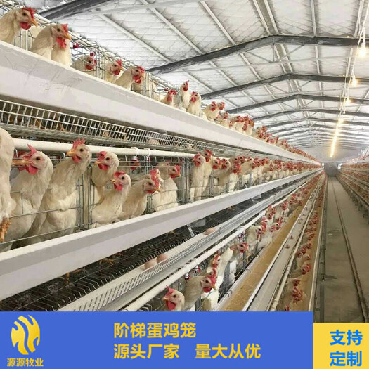 西平县自动化养殖设备蛋鸡笼H型蛋鸡笼