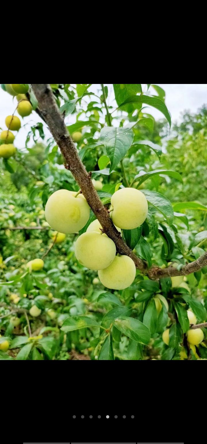 镇宁六马蜂糖李脱骨李应季最爱