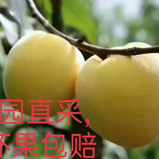 桂东县黄桃桂东高山黄桃正宗锦绣黄桃