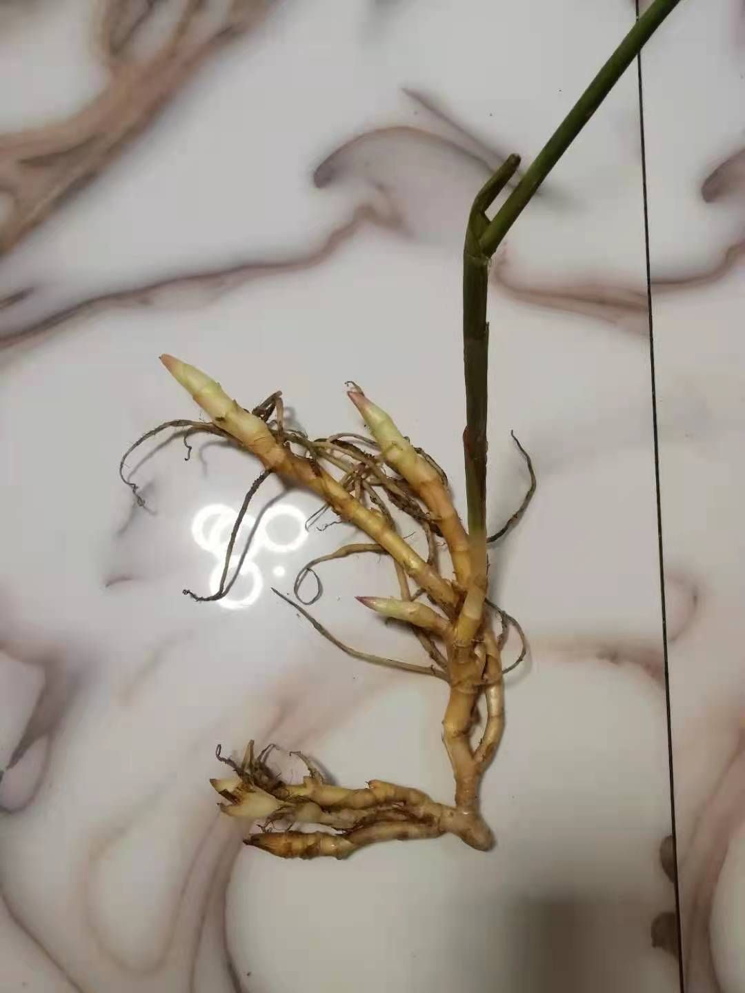 阳荷种苗 阳荷种子