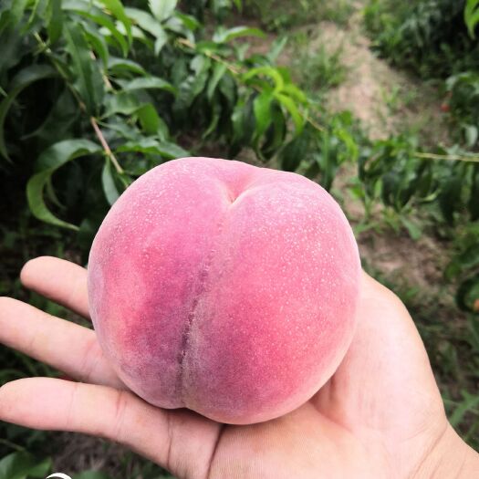 运城红不软桃  红不软65新生6号